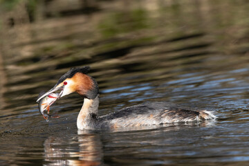 Haubentaucher (Podiceps cristatus)
