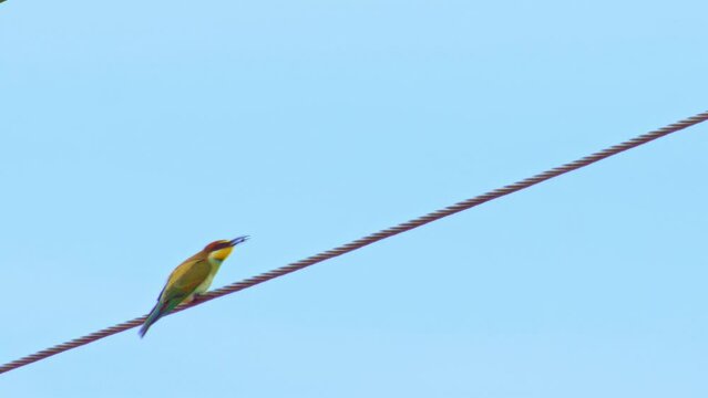 funny bee-eater lost the bug scaled in video
