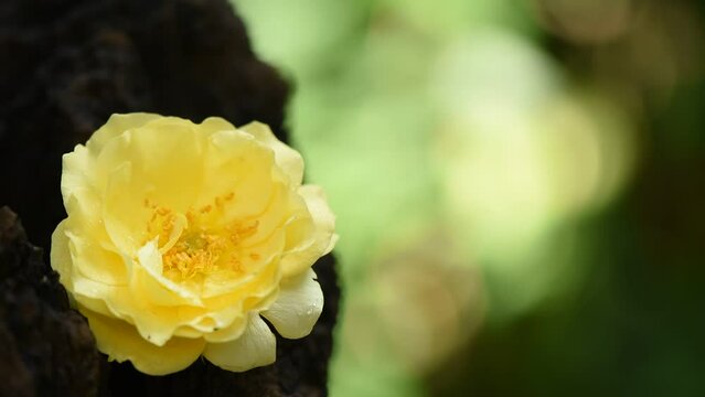 Yellow rose on nature boken background.