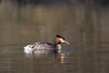 Haubentaucher (Podiceps cristatus)