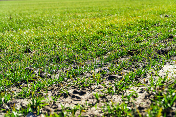 Young green wheat growing in soil. Green grass on the field