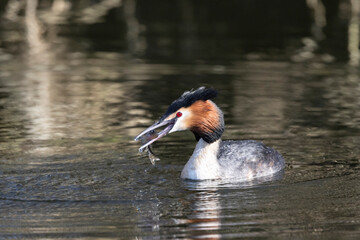 Haubentaucher (Podiceps cristatus)