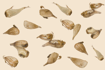 Close-up of the Freesia bulbs (corms) isolated on the pinkish background