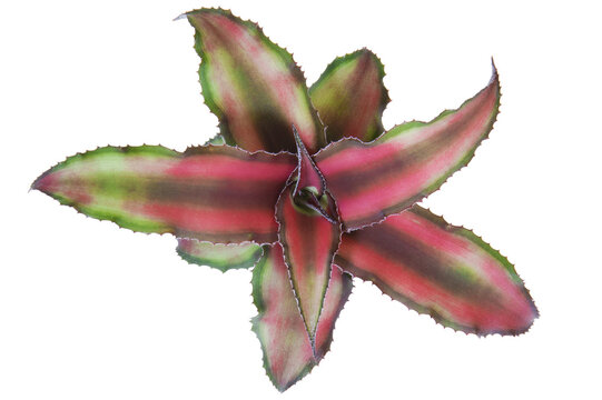 Close-up of the striped Cryptanthus plant shot from above isolated