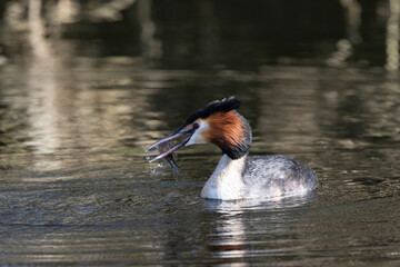 Haubentaucher (Podiceps cristatus)