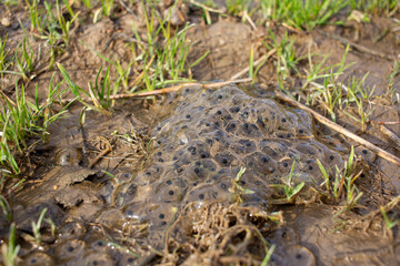 frog laying eggs