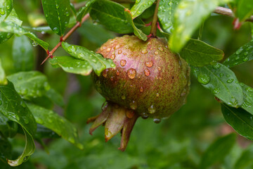 rain drops on a pomegranate after heavy rain in Adelaide, South Australia