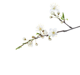 Flowering branches of Cherry Plum isolated on white background. Selective focus.