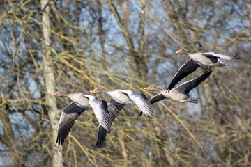 Graugans (Anser anser)