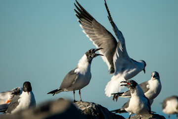 Laughing Gulls