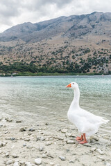 Fototapeta premium Landscape of the turquoise Kournas Lake with ducks, Crete, Greece