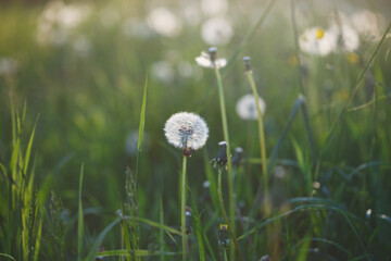 Wildflowers dandelions at sunrise, beautiful summer grass and flowers field