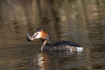 Haubentaucher (Podiceps cristatus)