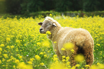 Schaf von hinten in Wiese mit gelben Blumen