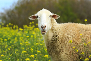 Schaf blöckt in gelber Blumenwiese