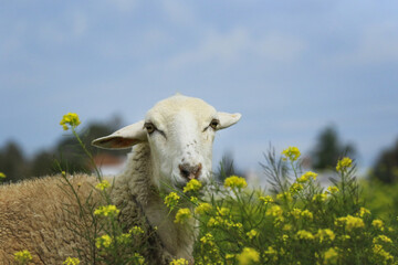 Portrait Schaf vor blauem Himmel in gelben Blumen