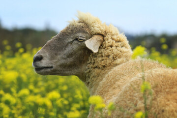 Portrait von einem Schaf