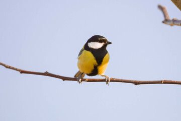 Sikora bogatka w swoim naturalnym środowisku w słoneczny dzień. Ptak siedzi na cienkiej gałęzi drzewa. Posiada czarne, siwe i żółte pióra.