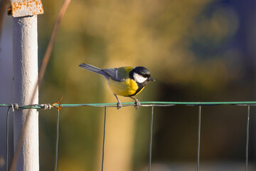 Sikora bogatka w swoim naturalnym środowisku w słoneczny dzień. Ptak siedzi na szczycie ogrodzenia wykonanego z zielonej metalowej siatki.. Posiada czarne, siwe i żółte pióra. © boguslavus