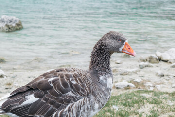 Landscape of the turquoise Kournas Lake with ducks, Crete, Greece