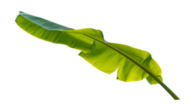 green banana leaf isolated on transparent background
