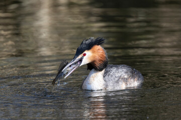 Haubentaucher (Podiceps cristatus)