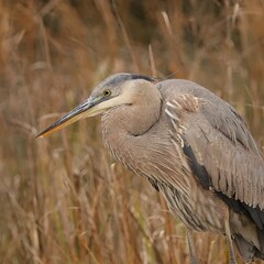 Great Blue Heron in all it''s splendor at Donnelley Wildlife Management Area Green Pond South Carolina SC