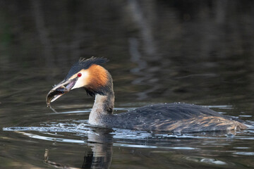Haubentaucher (Podiceps cristatus)