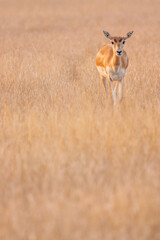 Blackbuck or Indian antelope (Antilope cervicapre) in Tal Chhapar Sanctuary, Rajasthan, India
