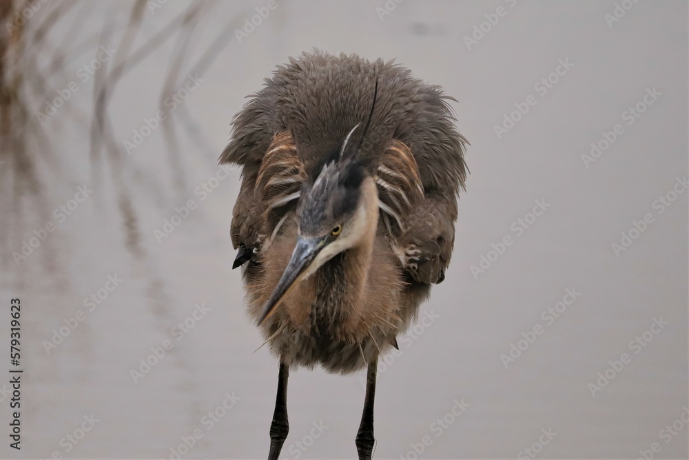 Sticker Great Blue Heron in all it''s splendor at Donnelley Wildlife Management Area Green Pond South Carolina SC