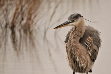 Great Blue Heron in all it''s splendor at Donnelley Wildlife Management Area Green Pond South Carolina SC