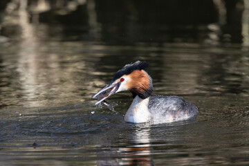Haubentaucher (Podiceps cristatus)