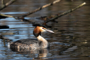 Haubentaucher (Podiceps cristatus)