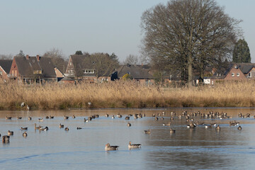 Graugans (Anser anser)