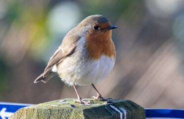 Rotkehlchen (Erithacus rubecula)