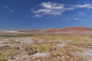 Fototapeta na wymiar The Carachi Pampa lagoon, biosphere reserve, Argentina