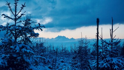 sunset in the forest