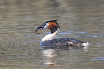 Haubentaucher&nbsp;(Podiceps cristatus)