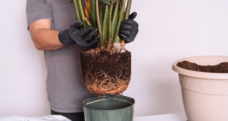 A man pulled a home plant out of an old pot for transplanting into a larger one.