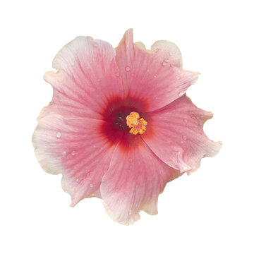 Cutout of an isolated pink hibiscus flower with the transparent png