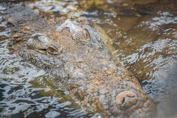 Crocodile close-up