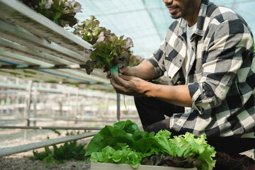 Fototapeta na wymiar Asian farmer working in organic vegetables hydroponics farm. hydroponic salad vegetable garden owner taking customer order packing fresh vegetable.
