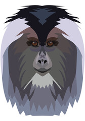 Lion-tailed macaque. The face of the monkey is depicted in vector style. A vivid image of a primate. Logo, illustration on a white background.