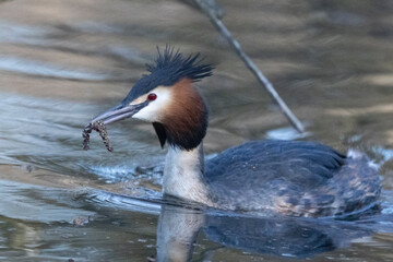 Haubentaucher (Podiceps cristatus)