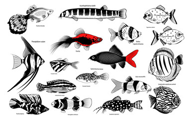 Set with aquarium fishes. Isolated  fish on a white background .Hand-drawn vector illustration. Aquaristics.
