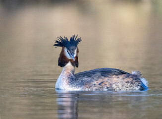 Haubentaucher (Podiceps cristatus)