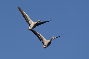 Graugans (Anser anser)