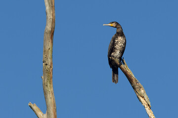 Kormoran (Phalacrocorax carbo)
