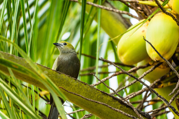 bird on the tree