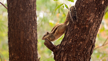 Obraz premium squirrel on tree